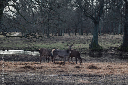 Herd of deer in Dyrehavn close to Copenhagen, Denmark