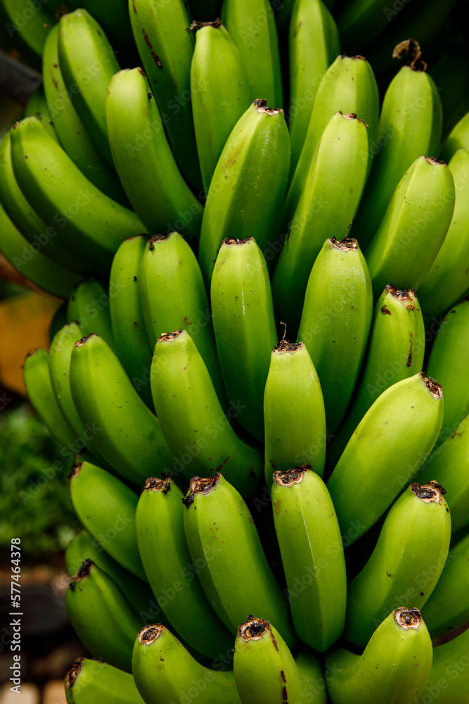 Banana tree with bunch of growing green bananas, plantation rain-forest background.