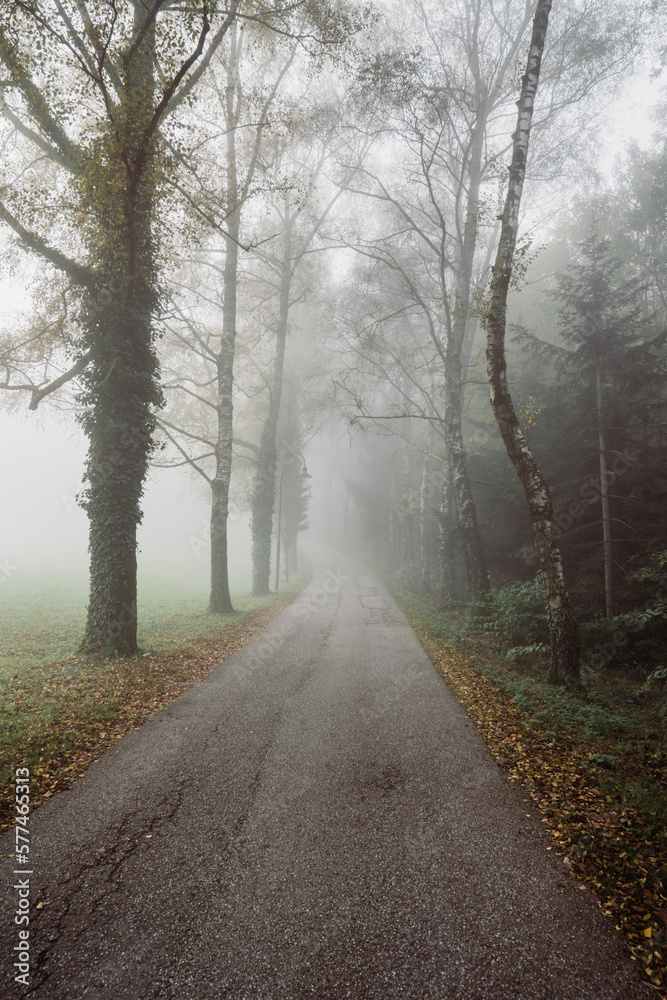 Misty street along dark autumn park in overcast weather Misty street along dark autumn park in overcast weather