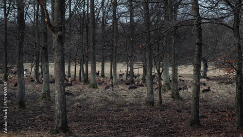 Vertical shot of a herd of deer sitting in a forest in Dyrehavn close to Copenhagen Denmark 