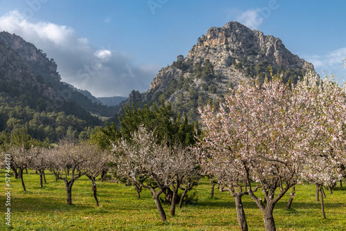 Blossoming almond trees in Serra de Tramuntana mountain region in Majorca, Mallorca, Balearic Islands, Spain, Europe