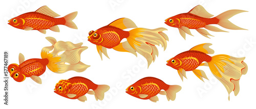 Goldfish Species Set. Vector clipart isolated on white.