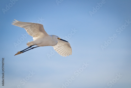 Little white egret (Egretta thula) photographed on the island of caieiras in vitoria