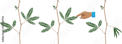 Tableau sur toile Mechanical stimulation like touch cause seismonastic movement in Mimosa pudica p