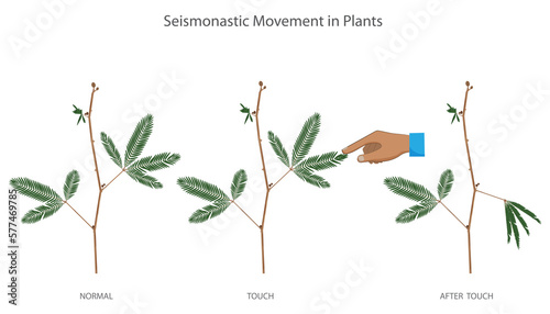 Foto Mechanical stimulation like touch triggers seismonastic movement in Mimosa pudic