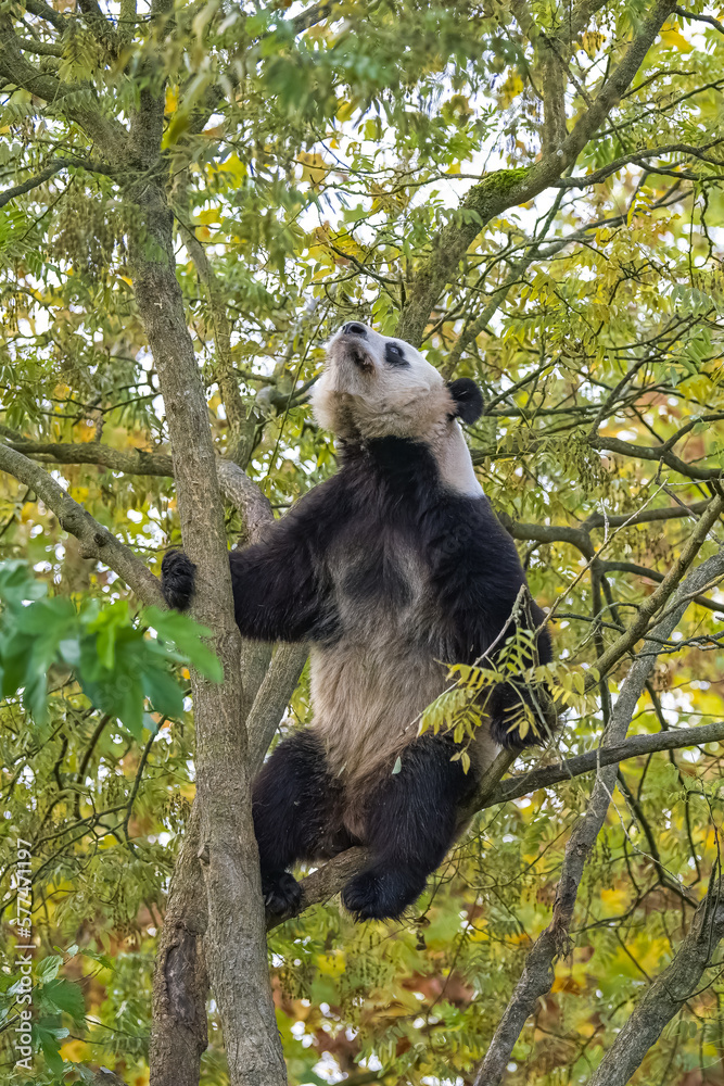 Obraz premium A giant panda climbing in a tree