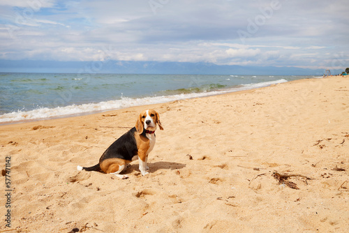 A beagle dog on a sandy beach. Summer vacation by the sea. 