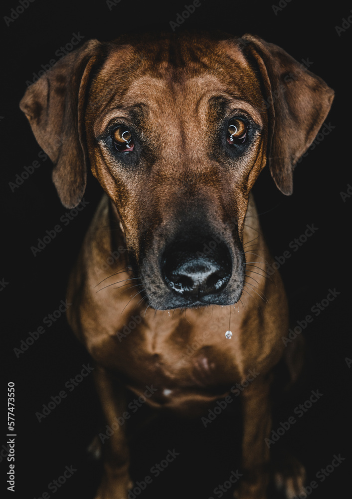 Purebred Ridgeback dog on black background Purebred Ridgeback dog on black background