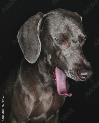 Wallpaper Mural Funny Weimaraner dog on black background Torontodigital.ca