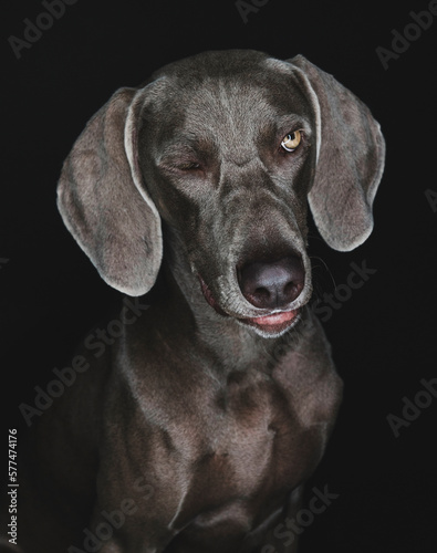 Wallpaper Mural Funny Weimaraner dog on black background Torontodigital.ca