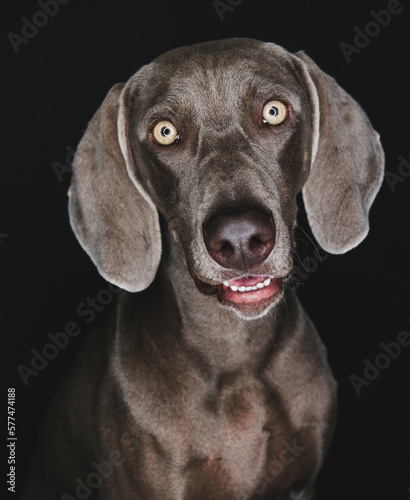 Wallpaper Mural Funny Weimaraner dog on black background Torontodigital.ca