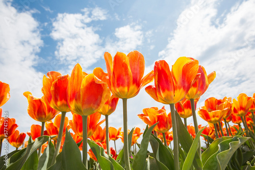 Canvas Print Low angle view of tulips at the flower field