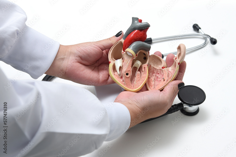 Hands of the cardiologist shows an anatomical model of the human heart