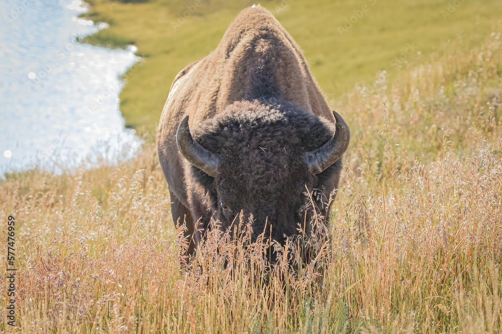 Bison bull walking through a tall grass meadow from a watering hole in the wilderness area of Lamar Valley in Yellowstone National Park, Wyoming. Bison bull walking through a tall grass meadow from a watering hole in the wilderness area of Lamar Valley in Yellowstone National Park, Wyoming.