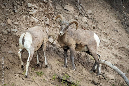 Bighorn Rams grazing on a mountainside in the wilderness environment of Yellowstone National PArk Wyoming 
