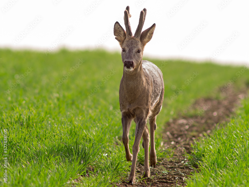 one young roebuck stands on a green field in spring one young roebuck stands on a green field in spring