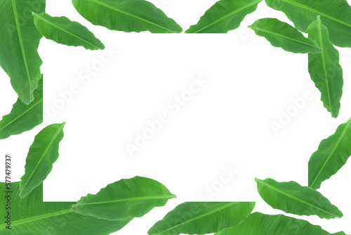 the white frame blends in with the many banana leaves. banana leaf natural background