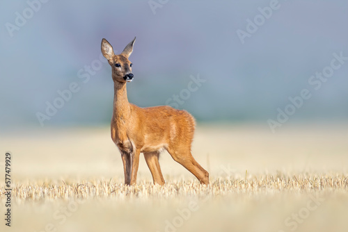 one beautiful roe deer doe stands on a harvested field in summer