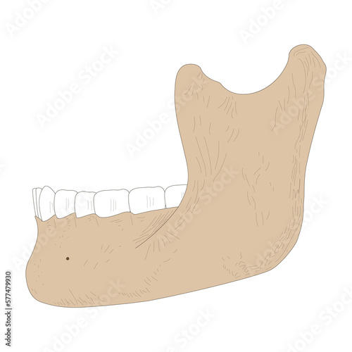 Lower jaw (mandible) is the skull bone.