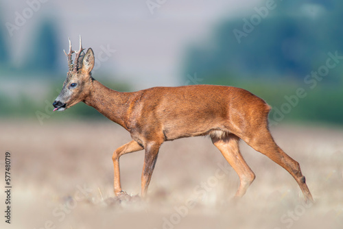 one young roebuck stands on a harvested field in summer