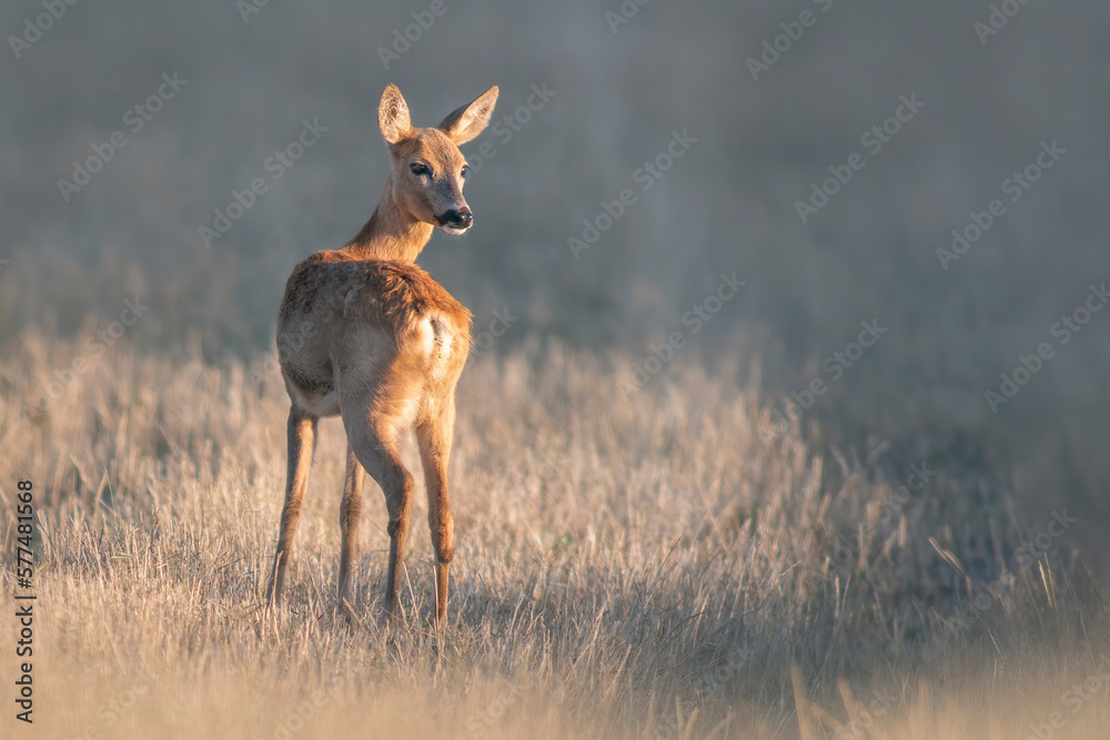 Obraz premium one beautiful roe deer doe stands on a meadow in summer