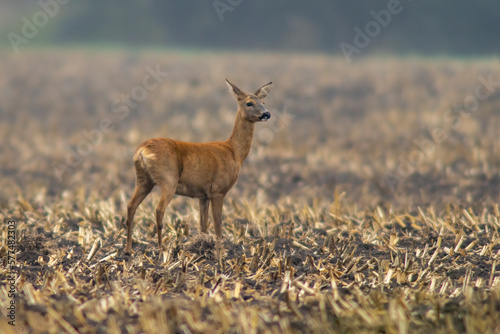Fototapeta Naklejka Na Ścianę i Meble -  one beautiful deer doe standing on a harvested field in autumn