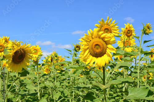 A field of sunflowers with a blue sky on background in sunny day