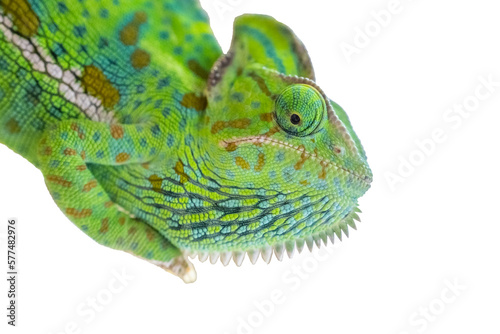 Humorous portrait of green chameleon posing for the camera against a white background. Isolated.