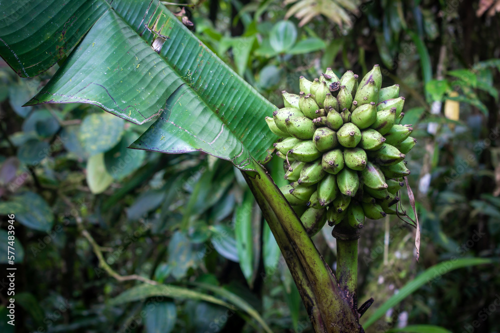Fototapeta premium Musa monticola which is a species of wild banana, native to Sabah, Malaysia