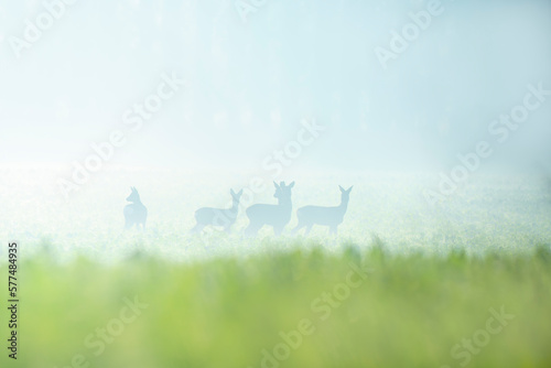 group of roe deer in a field in autumn