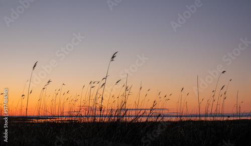 Grass at seaside during sunset