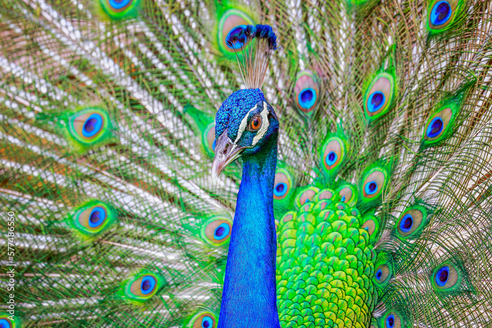 Beautiful blue male Peacock with feathers fanned out