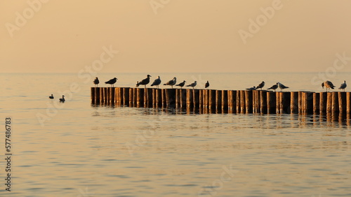 Ptaki na wybrzeżu morza Bałtyckiego o zachodzie słońca