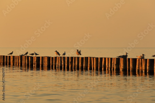 Ptaki na wybrzeżu morza Bałtyckiego o zachodzie słońca