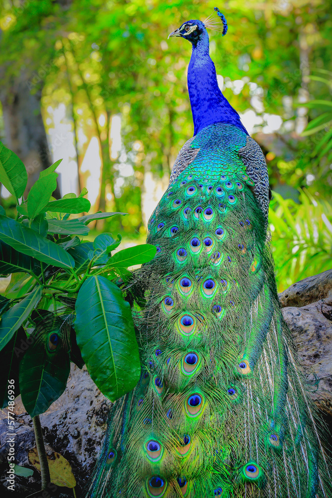 Obraz premium Beautiful blue male Peacock with feathers fanned out