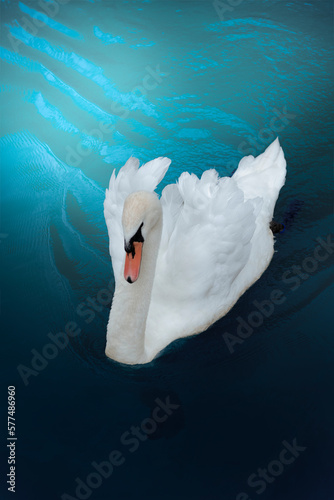 cygne