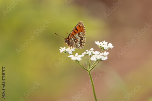 una farfalla melitaea athalia su un fiore bianco in primavera