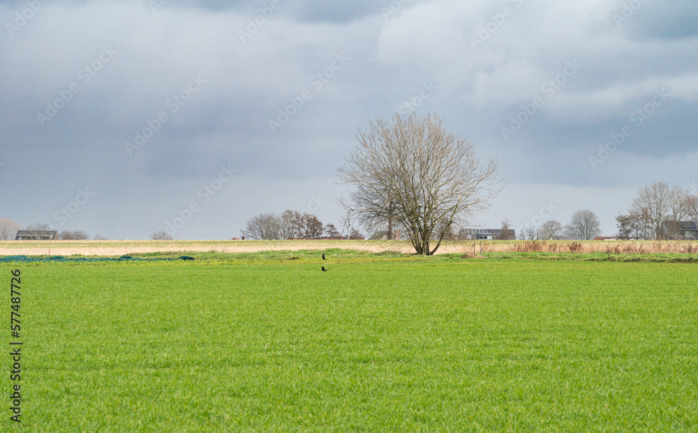 Green agriculture fields and bare winter trees around Merchtem, Belgium Green agriculture fields and bare winter trees around Merchtem, Belgium