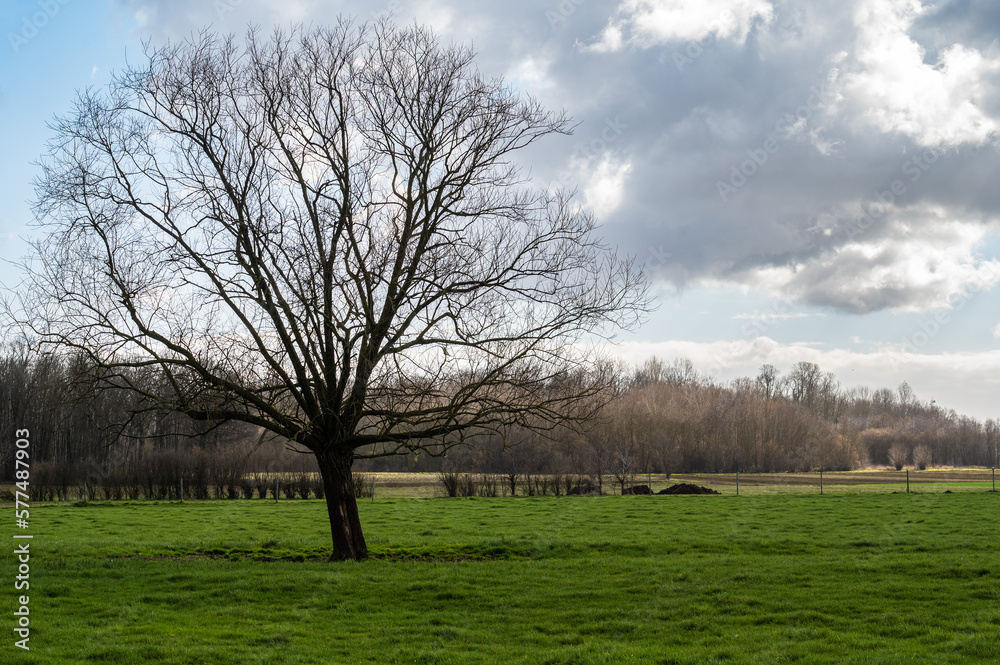 Trees and green lawns at the Belgian countryside during winter around Merchtem, Belgium