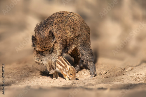 wild boar family in a deciduous forest in spring