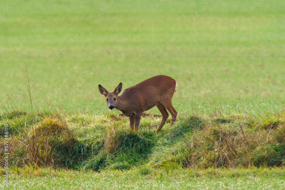 one beautiful deer doe standing on a meadow in spring one beautiful deer doe standing on a meadow in spring