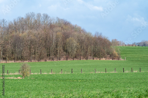 Diagonal lines in green agriculture fields and meadows around, Asse, Belgium photo