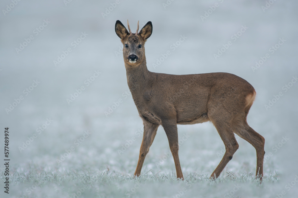 one young roebuck stands on a snowy field in winter one young roebuck stands on a snowy field in winter