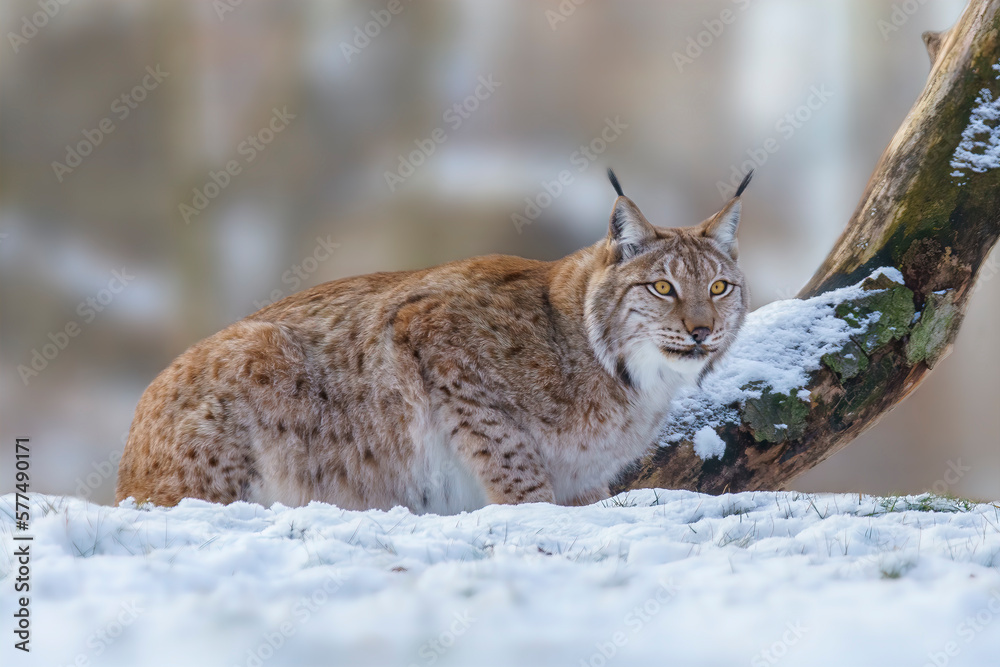 Obraz premium 1 handsome lynx in snowy winter forest