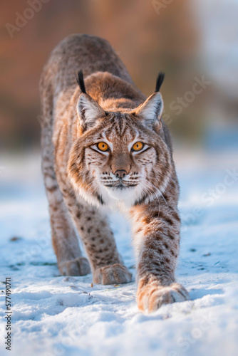 1 handsome lynx in snowy winter forest