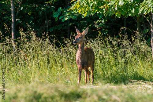 one beautiful roe deer doe stands on a meadow in summer