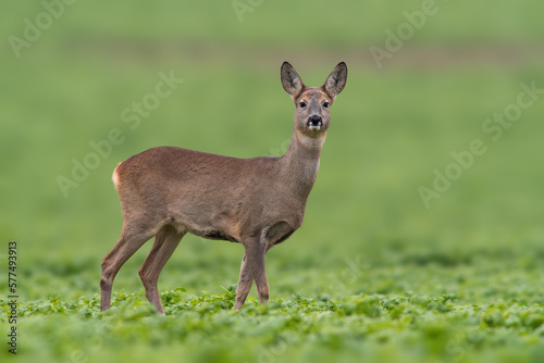 one beautiful doe doe standing on a green field in spring