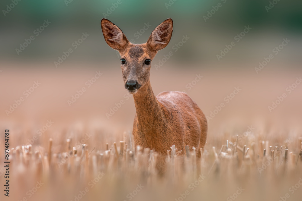 one beautiful roe deer doe stands on a harvested field in summer one beautiful roe deer doe stands on a harvested field in summer