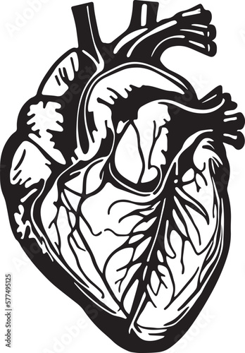 Human heart Vector illustration, on a white background, SVG