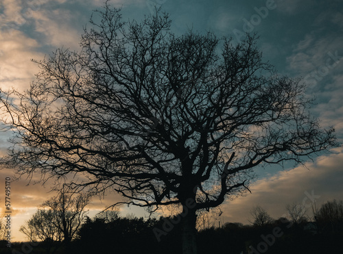 Silhouettes of trees in front of a beautiful sunset